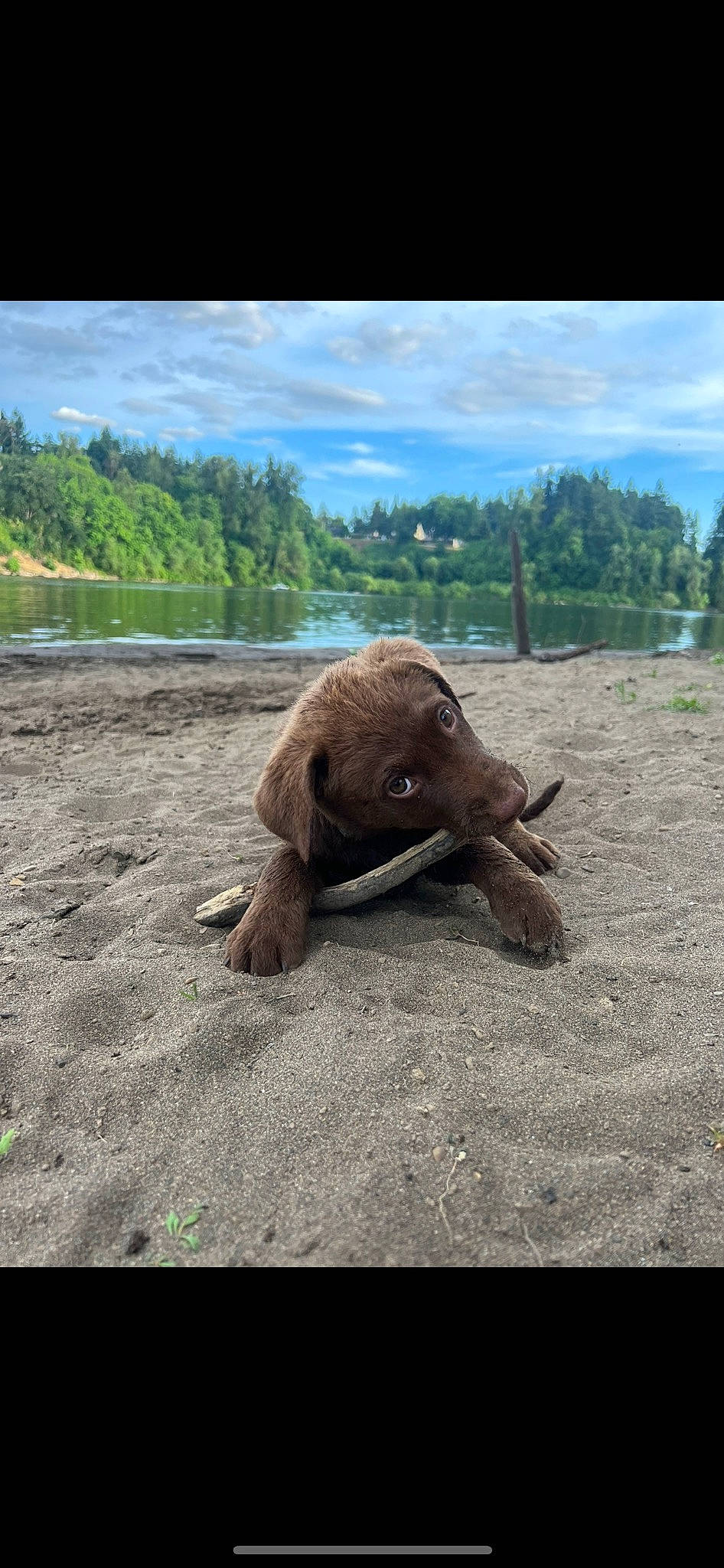 Willow joined the competition — help win amazing prizes! art, asphalt, canidae, cloud, elephant, elephants_and_mammoths, fawn, grass, grassland, landscape, road, sky, snout, soil, sporting_group, tail, terrestrial_animal, tree, wood, working_animal