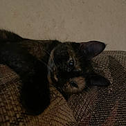 Nubs is registered to the contest to win money with this photo: animal, cat, closeup, couch, cozy, domestic, ear, fabric, feline, fur, home, indoor, paw, pet, relaxed, resting, shadow, texture, tortoiseshell, wall