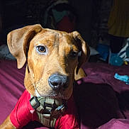 Cornbread joined the competition — help win amazing prizes! dog, pet, brown_dog, red_shirt, harness, bed, purple_bedspread, indoor, close_up, animal, canine, looking, curious, young_dog, fur, ears, snout, whiskers, portrait, domestic_animal