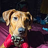 animal, bed, brown_dog, canine, close_up, curious, dog, domestic_animal, ears, fur, harness, indoor, looking, pet, portrait, purple_bedspread, red_shirt, snout, whiskers, young_dog