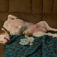 Copper Brackett is registered to the contest to win money with this photo: dog, couch, blanket, stuffed_toy, pet, relaxing, sleeping, indoor, brown, white, pink, collar, cozy, fur, canine, home, resting, comfort, animal, nap
