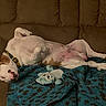 dog, couch, blanket, stuffed_toy, pet, relaxing, sleeping, indoor, brown, white, pink, collar, cozy, fur, canine, home, resting, comfort, animal, nap