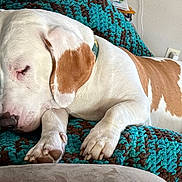 Copper is registered to the contest to win money with this photo: dog, sleeping, white_and_brown, crocheted_blanket, turquoise, brown, indoor, cozy, resting, pet, animal, paw, snout, ear, collar, furniture, relaxation, comfort, side_view, napping