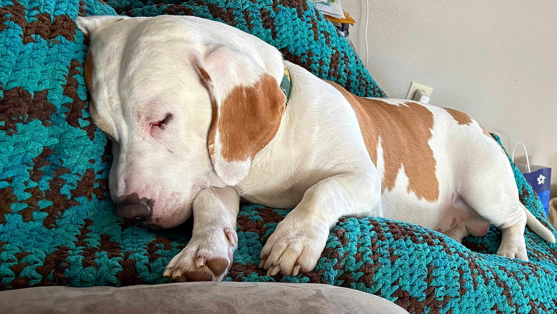 Copper is registered to the contest to win money with this photo: dog, sleeping, white_and_brown, crocheted_blanket, turquoise, brown, indoor, cozy, resting, pet, animal, paw, snout, ear, collar, furniture, relaxation, comfort, side_view, napping