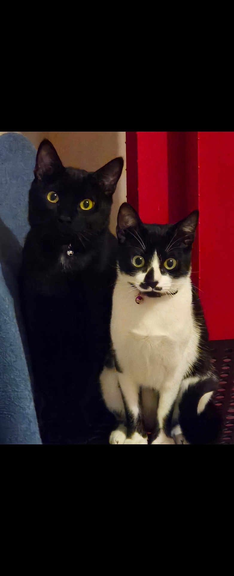 Vicky Et Gribouille a rejoint le concours — aidez-le/la à gagner de superbes lots ! cat, black_cat, tuxedo_cat, pets, indoor, yellow_eyes, curious, sitting, close_together, domestic_animals, feline, collar, whiskers, fur, alert, companions, portrait, animal, cute, pets_indoor