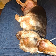 Teddybear is registered to the contest to win money with this photo: animal, black_fur, blue_jeans, brown_fur, casual, closeup, collar, comfort, cozy, dog, domestic, fur, human, indoor, lap, legs, pet, relaxed, resting, sleeping