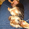 animal, black_fur, blue_jeans, brown_fur, casual, closeup, collar, comfort, cozy, dog, domestic, fur, human, indoor, lap, legs, pet, relaxed, resting, sleeping