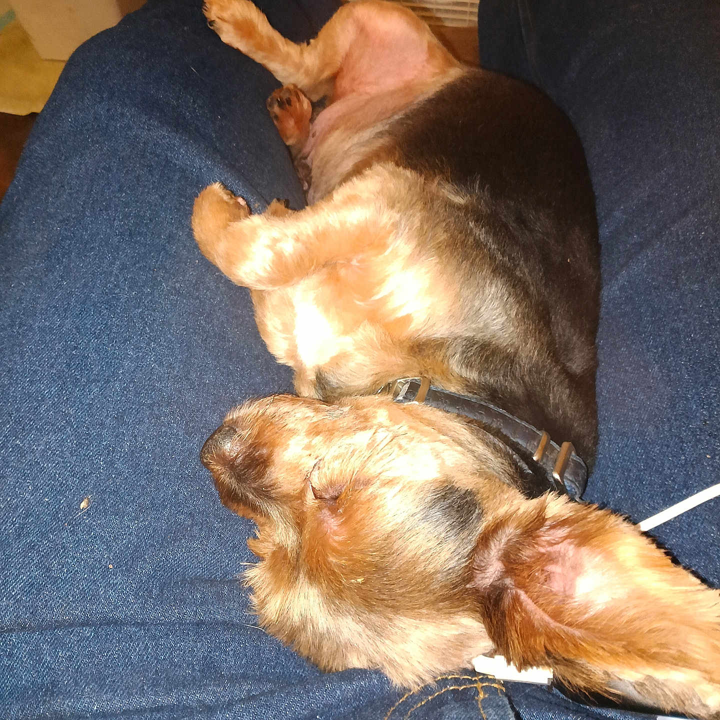 Teddybear