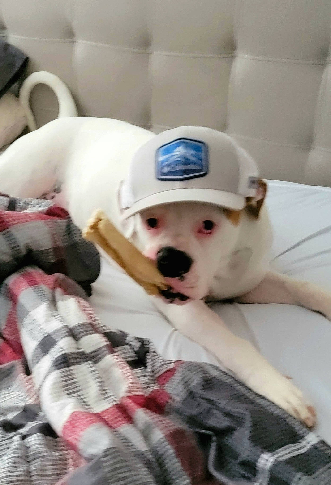 Lucille joined the competition — help win amazing prizes! cap, carnivore, child, comfort, companion_dog, dog, dog_breed, happy, hat, helmet, linens, pattern, personal_protective_equipment, plaid, room, sitting, sports_gear, tartan, textile, whiskers