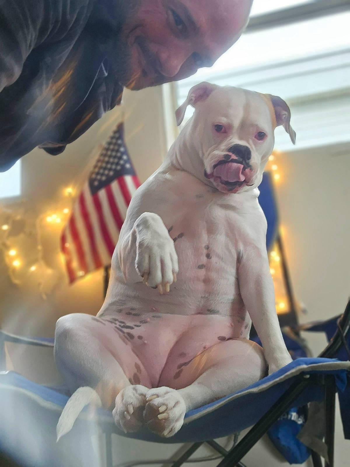 Lucille joined the competition — help win amazing prizes! bulldog, canidae, carnivore, companion_dog, dog, dog_breed, dog_collar, fawn, flag, foot, human_leg, organ, sitting, snout, sporting_group, thigh, toy_dog, white, working_animal, wrinkle