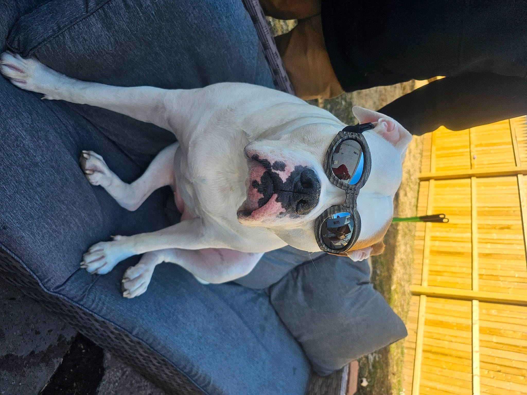 Lucille is registered to the contest to win money with this photo: canidae, carnivore, collar, comfort, companion_dog, dog, dog_breed, dog_collar, elbow, eyewear, fawn, guard_dog, non_sporting_group, sporting_group, tail, window, working_animal