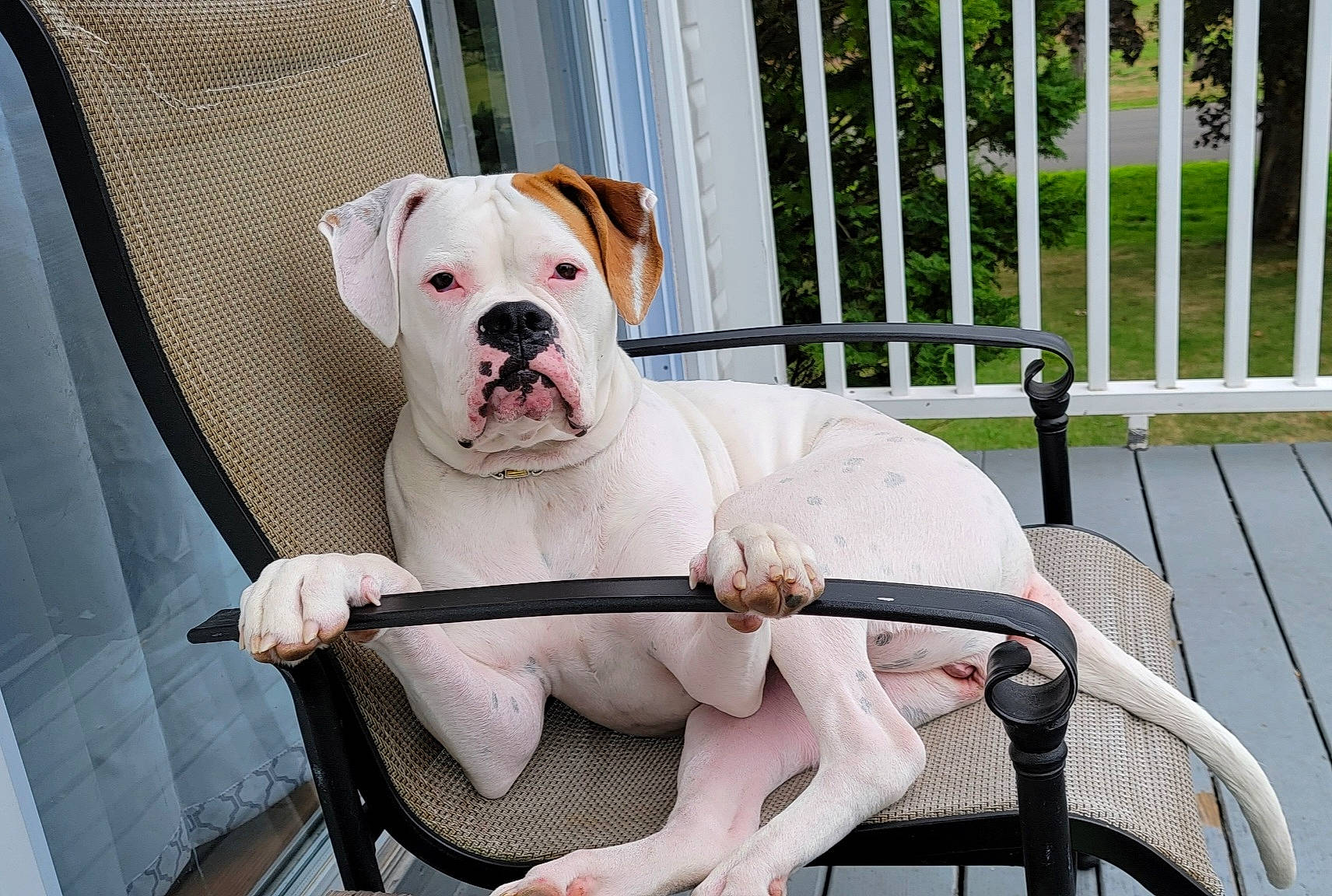 Lucille is registered to the contest to win money with this photo: bulldog, carnivore, chair, collar, comfort, companion_dog, dog, dog_breed, dog_collar, dog_supply, fawn, fence, outdoor_furniture, pet_supply, pink, plant, snout, sporting_group, white, working_animal
