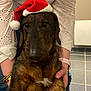 dog, santa_hat, pet, indoor, person, hands, white_clothing, bracelet, floor_tiles, brown_fur, festive, holiday, cute, animal, portrait, domestic_animal, companion, warm_lighting, close_up, casual