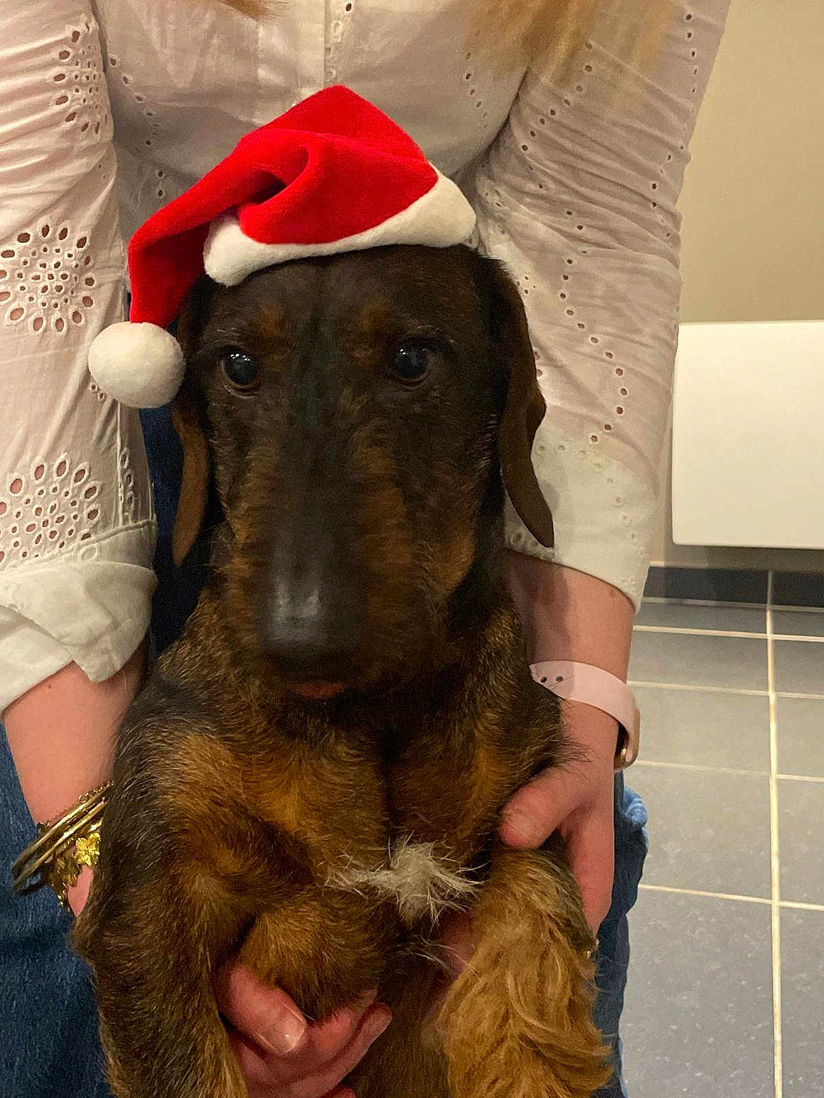 Milton participe au concours pour gagner de l'argent avec cette photo : dog, santa_hat, pet, indoor, person, hands, white_clothing, bracelet, floor_tiles, brown_fur, festive, holiday, cute, animal, portrait, domestic_animal, companion, warm_lighting, close_up, casual