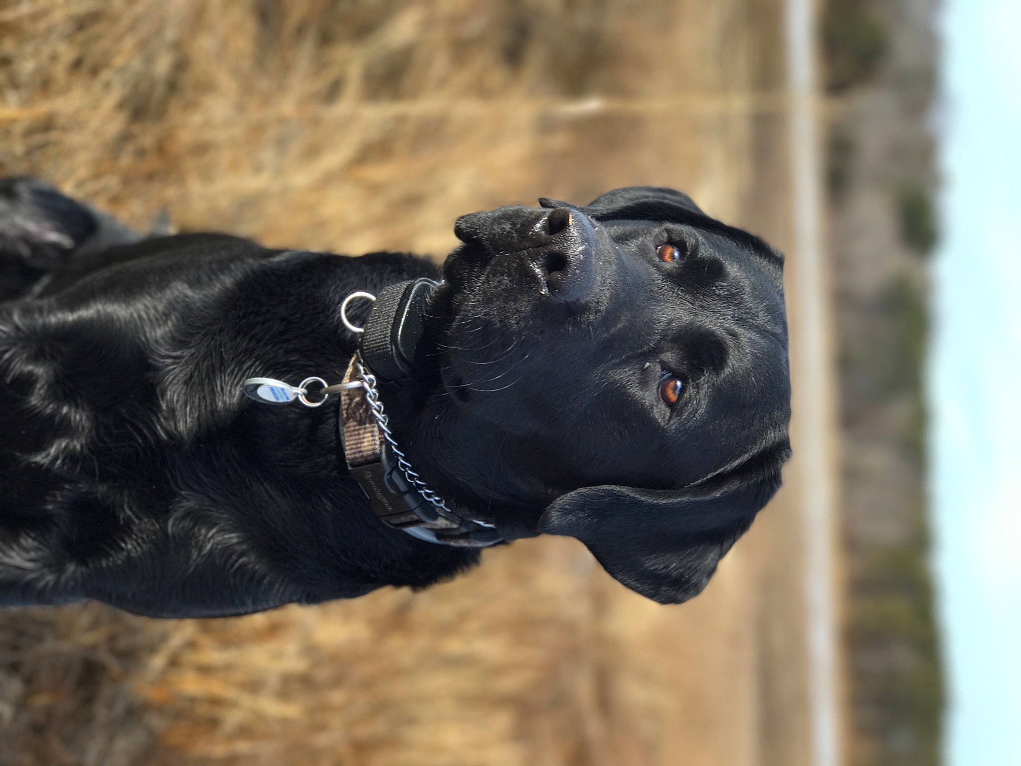 Remington joined the competition — help win amazing prizes! bandog, cane_corso, canidae, carnivore, collar, dog, dog_breed, dog_collar, guard_dog, hunting_dog, snout, sporting_group
