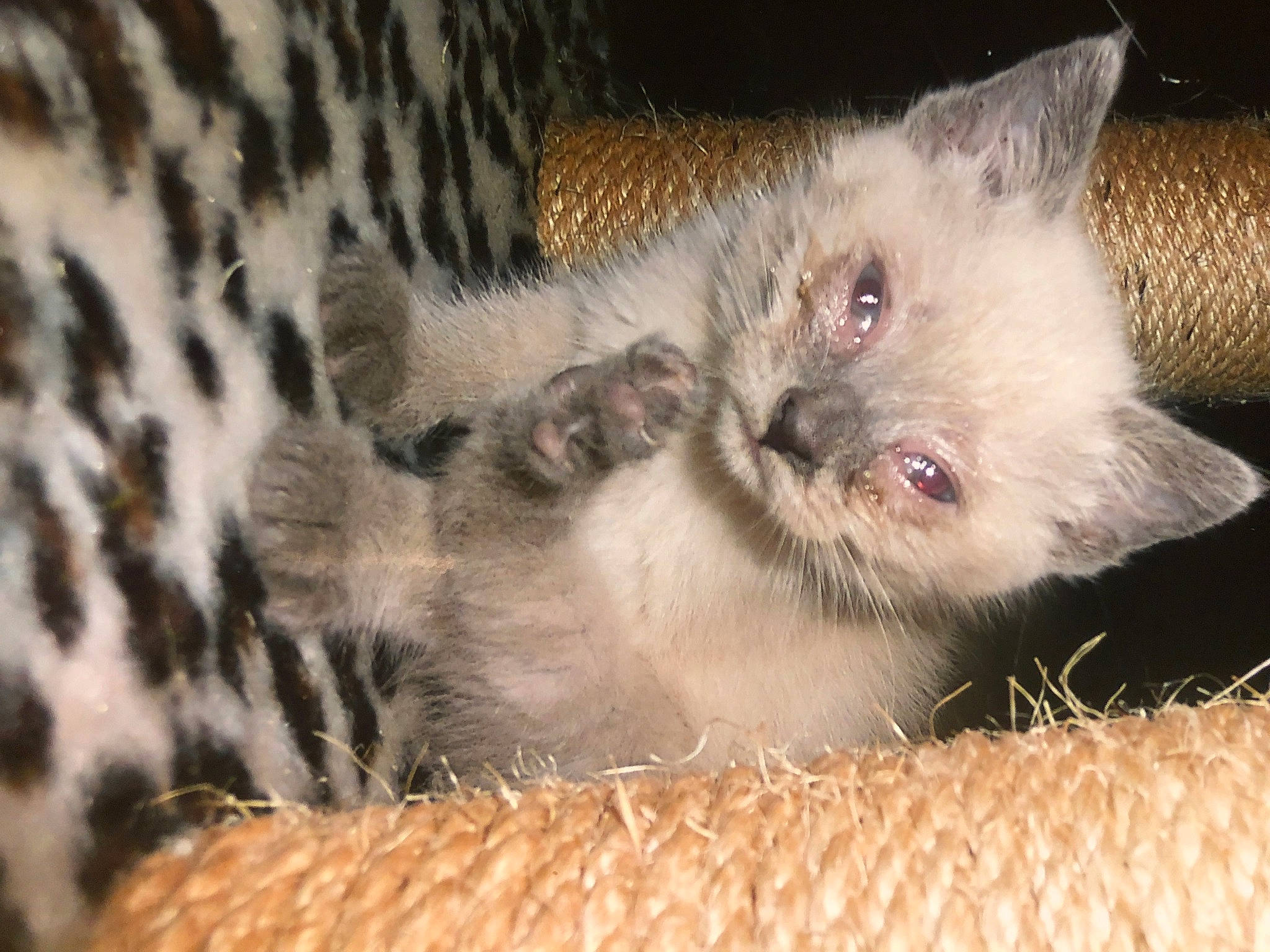 Maïya a rejoint le concours — aidez-le/la à gagner de superbes lots ! asian, british_semi_longhair, carnivore, cat, domestic_long_haired_cat, domestic_short_haired_cat, european_shorthair, eye, fawn, felidae, fur, iris, kitten, mammal, munchkin, ojos_azules, ragdoll, small_to_medium_sized_cats, vertebrate, whiskers