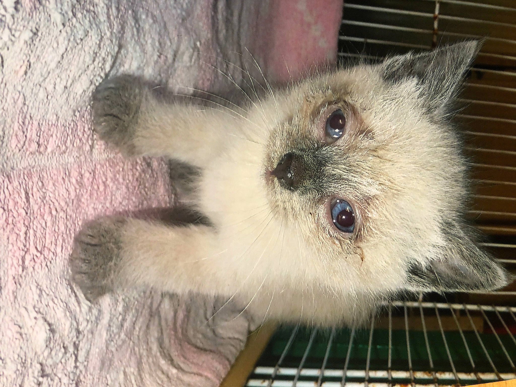 Maïya a rejoint le concours — aidez-le/la à gagner de superbes lots ! balinese, birman, carnivore, cat, domestic_long_haired_cat, eye, fawn, felidae, himalayan, iris, kitten, mammal, ojos_azules, ragamuffin, ragdoll, small_to_medium_sized_cats, snout, vertebrate, whiskers