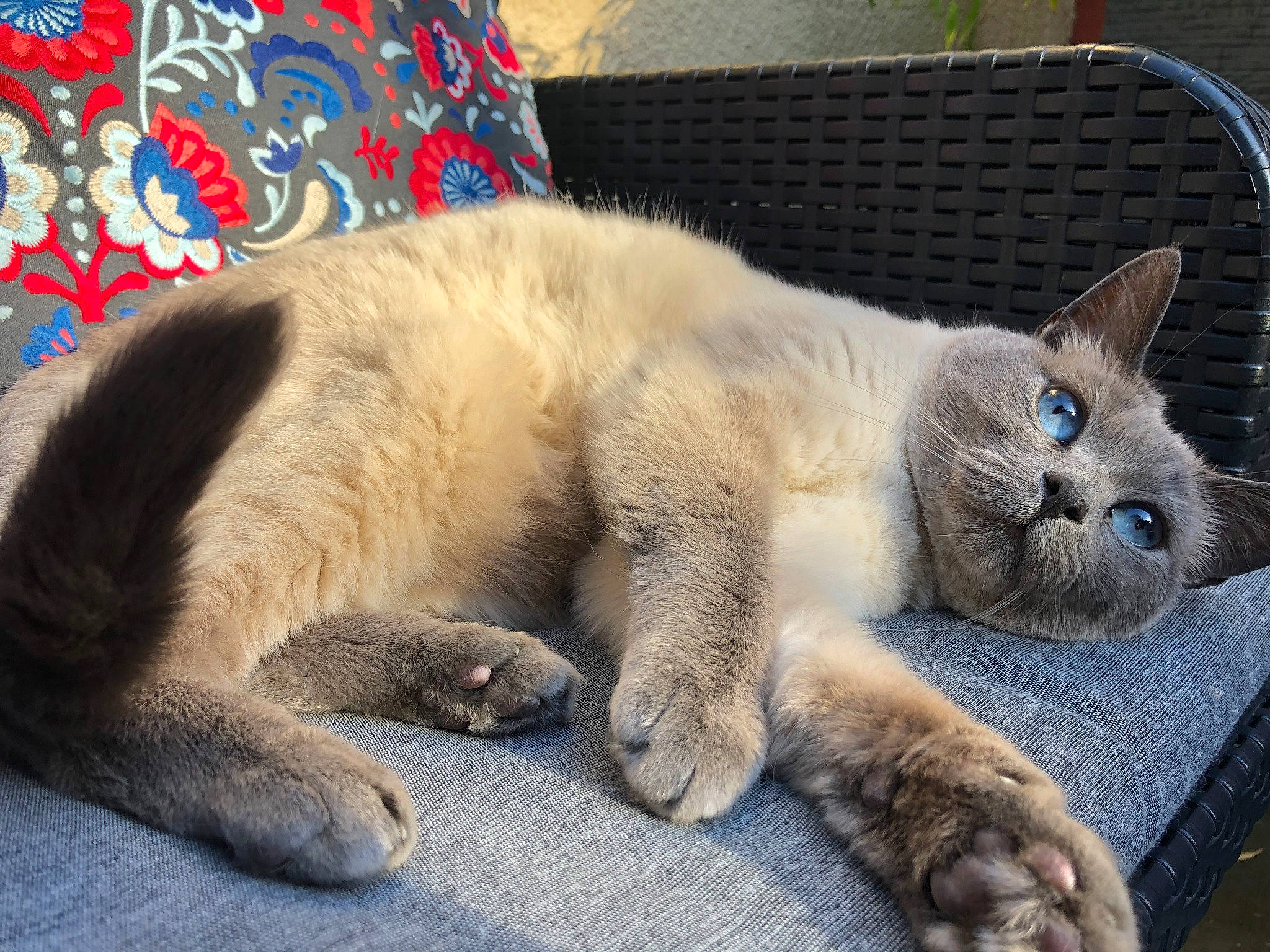 Maïya a rejoint le concours — aidez-le/la à gagner de superbes lots ! asian, british_shorthair, burmese, carnivore, cat, chartreux, claw, domestic_short_haired_cat, european_shorthair, fawn, felidae, korat, mammal, nap, paw, small_to_medium_sized_cats, snout, thai, vertebrate, whiskers