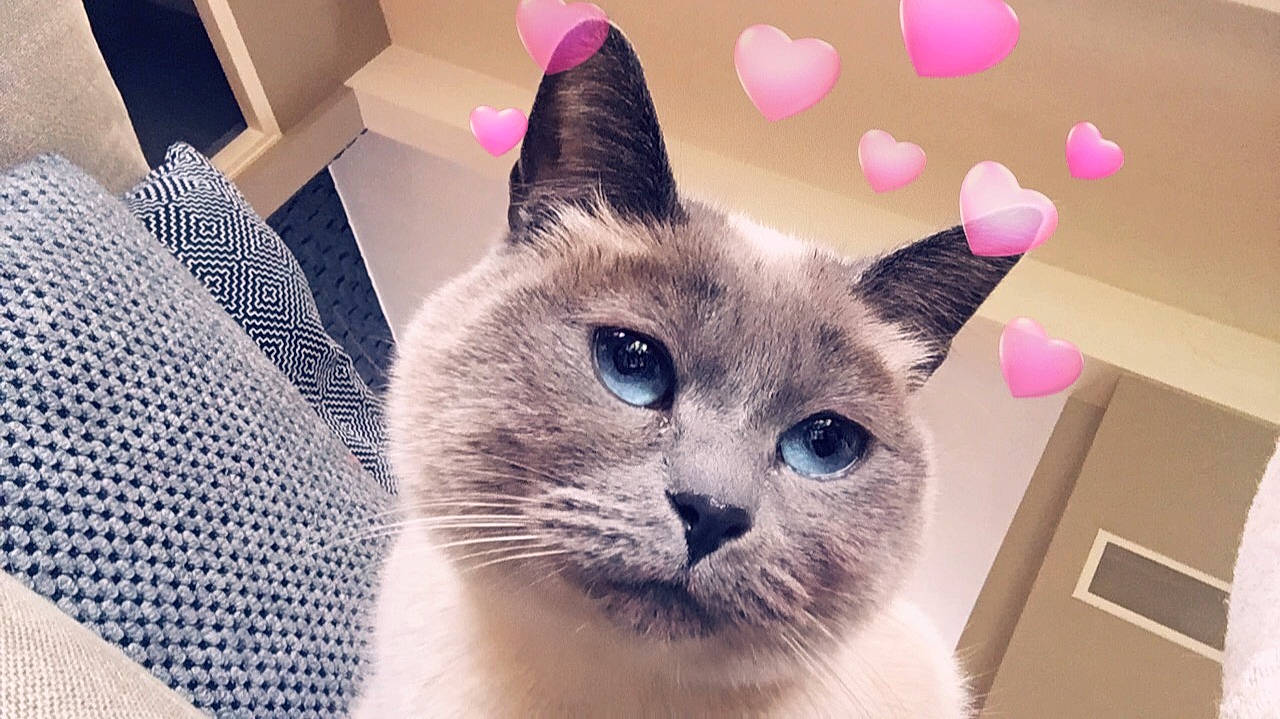 Maïya participe au concours pour gagner de l'argent avec cette photo : asian, british_shorthair, carnivore, cat, colorpoint_shorthair, domestic_short_haired_cat, european_shorthair, eye, fawn, felidae, fur, kitten, mammal, ojos_azules, siamese, small_to_medium_sized_cats, snout, thai, tonkinese, whiskers