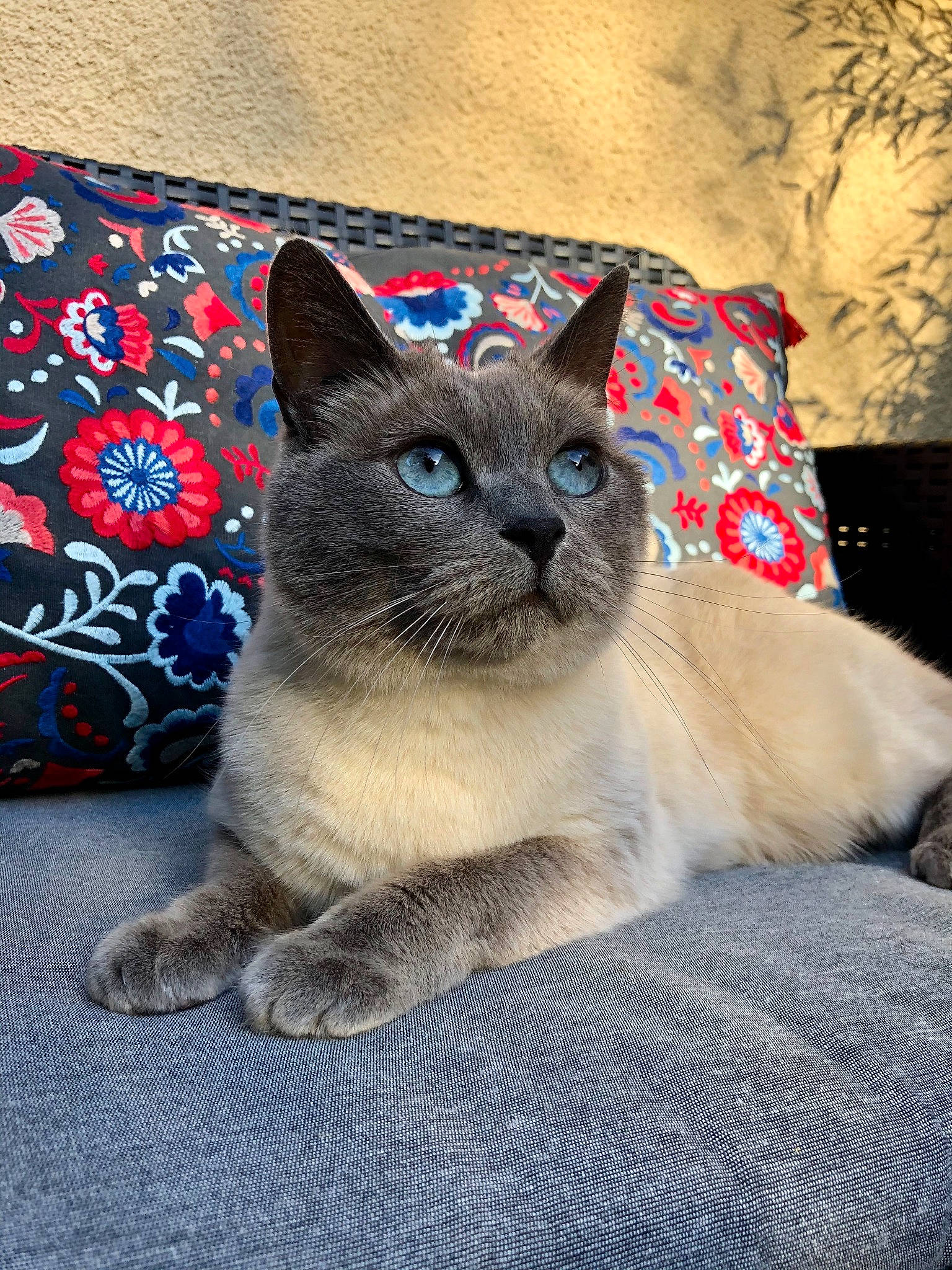 Maïya participe au concours pour gagner de l'argent avec cette photo : asian, british_shorthair, burmese, carnivore, cat, chartreux, colorpoint_shorthair, domestic_short_haired_cat, fawn, felidae, kitten, korat, mammal, siamese, small_to_medium_sized_cats, snout, thai, tonkinese, vertebrate, whiskers