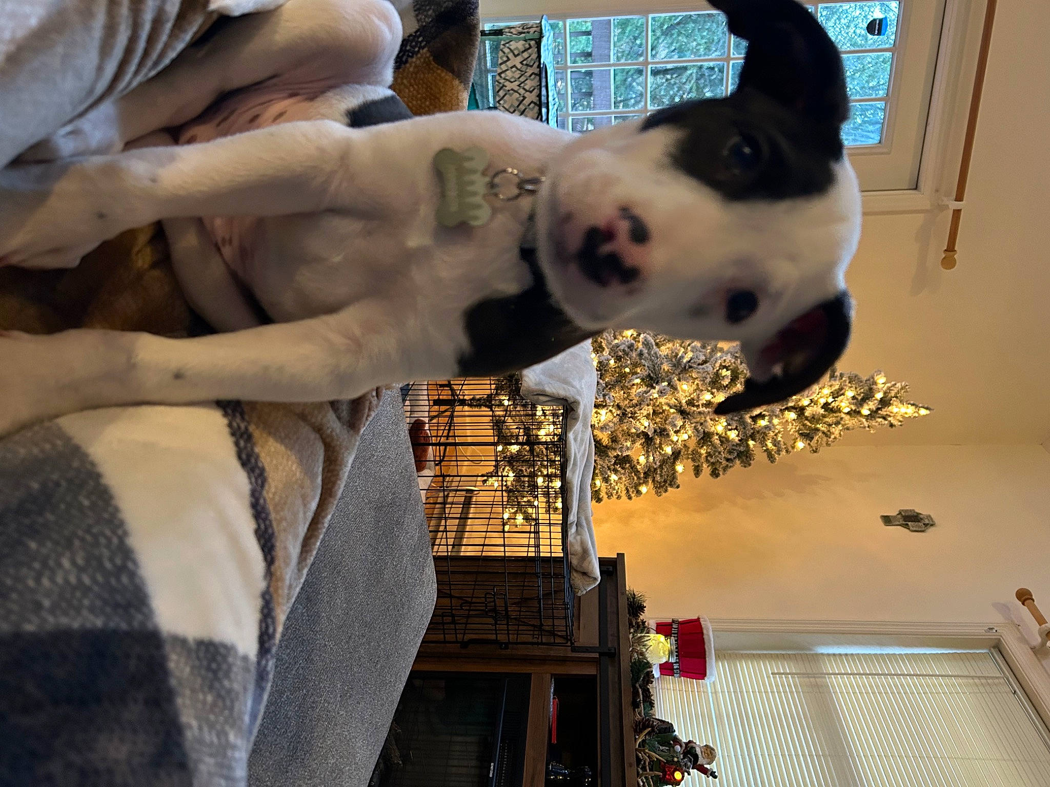 Jameson joined the competition — help win amazing prizes! abdomen, chest, elbow, fawn, felidae, flesh, fun, fur, human_leg, room, small_to_medium_sized_cats, tree, trunk, waist, window