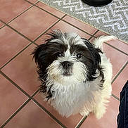 Sadie Lady is registered to the contest to win money with this photo: dog, pet, floor, tile_floor, black_and_white, fluffy, looking_up, indoor, water_bowl, rug, jeans, legs, cute, animal, companion, mammal, small_dog, fur, domestic, friendly