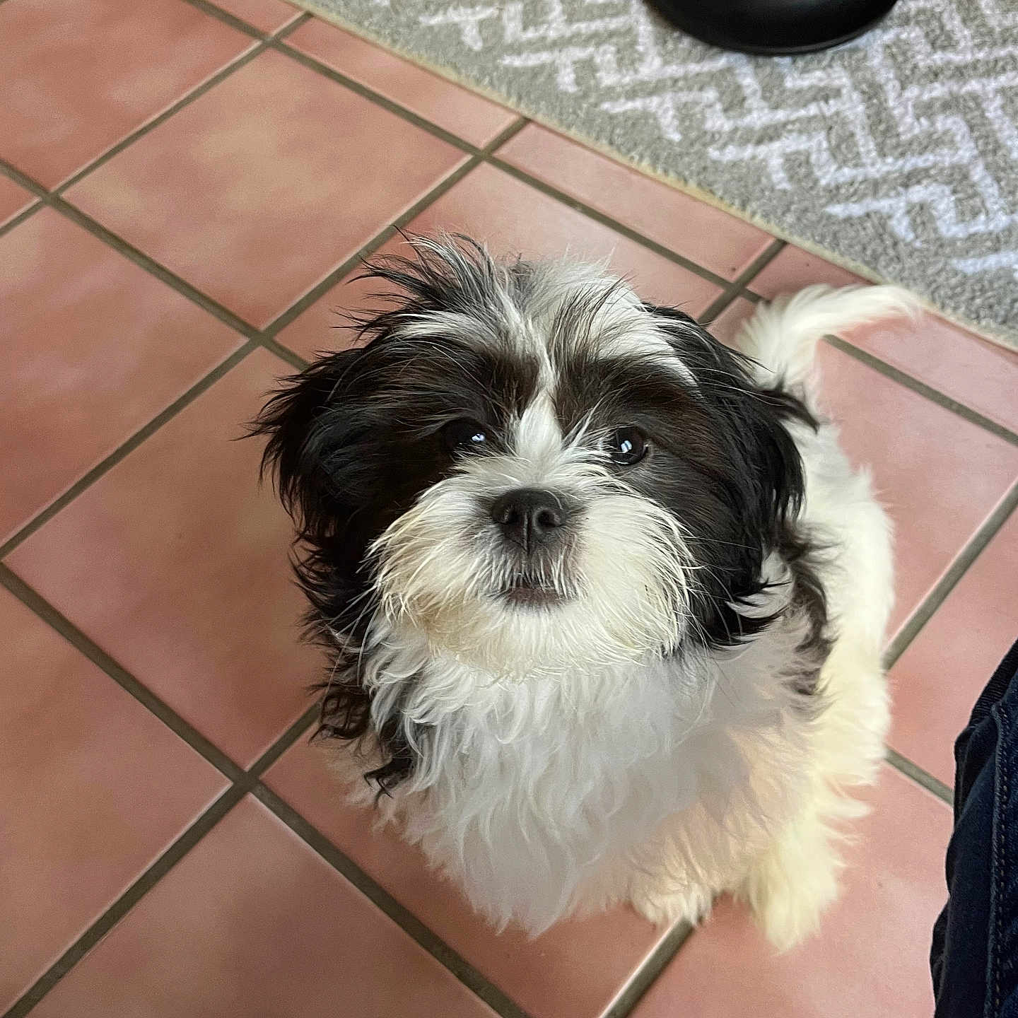 Sadie Lady is registered to the contest to win money with this photo: dog, pet, floor, tile_floor, black_and_white, fluffy, looking_up, indoor, water_bowl, rug, jeans, legs, cute, animal, companion, mammal, small_dog, fur, domestic, friendly