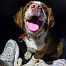 Biscuit a rejoint le concours — aidez-le/la à gagner de superbes lots ! dog, puppy, pet, animal, portrait, open_mouth, tongue, happy, playful, brown_and_white, floppy_ears, collar, red_collar, sitting, blanket, sneaker, indoor, close_up, funny, expressive