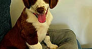Biscuit a rejoint le concours — aidez-le/la à gagner de superbes lots ! animal, brown_and_white, brown_fur, couch, cushion, dog, floppy_ears, furniture, happy, indoor, living_room, looking_at_camera, pet, photography, playful, portrait, puppy, sitting, tongue_out, white_chest