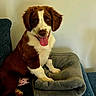 Biscuit a rejoint le concours — aidez-le/la à gagner de superbes lots ! dog, puppy, brown_and_white, sitting, couch, cushion, furniture, indoor, portrait, pet, animal, floppy_ears, tongue_out, happy, looking_at_camera, white_chest, brown_fur, living_room, photography, playful