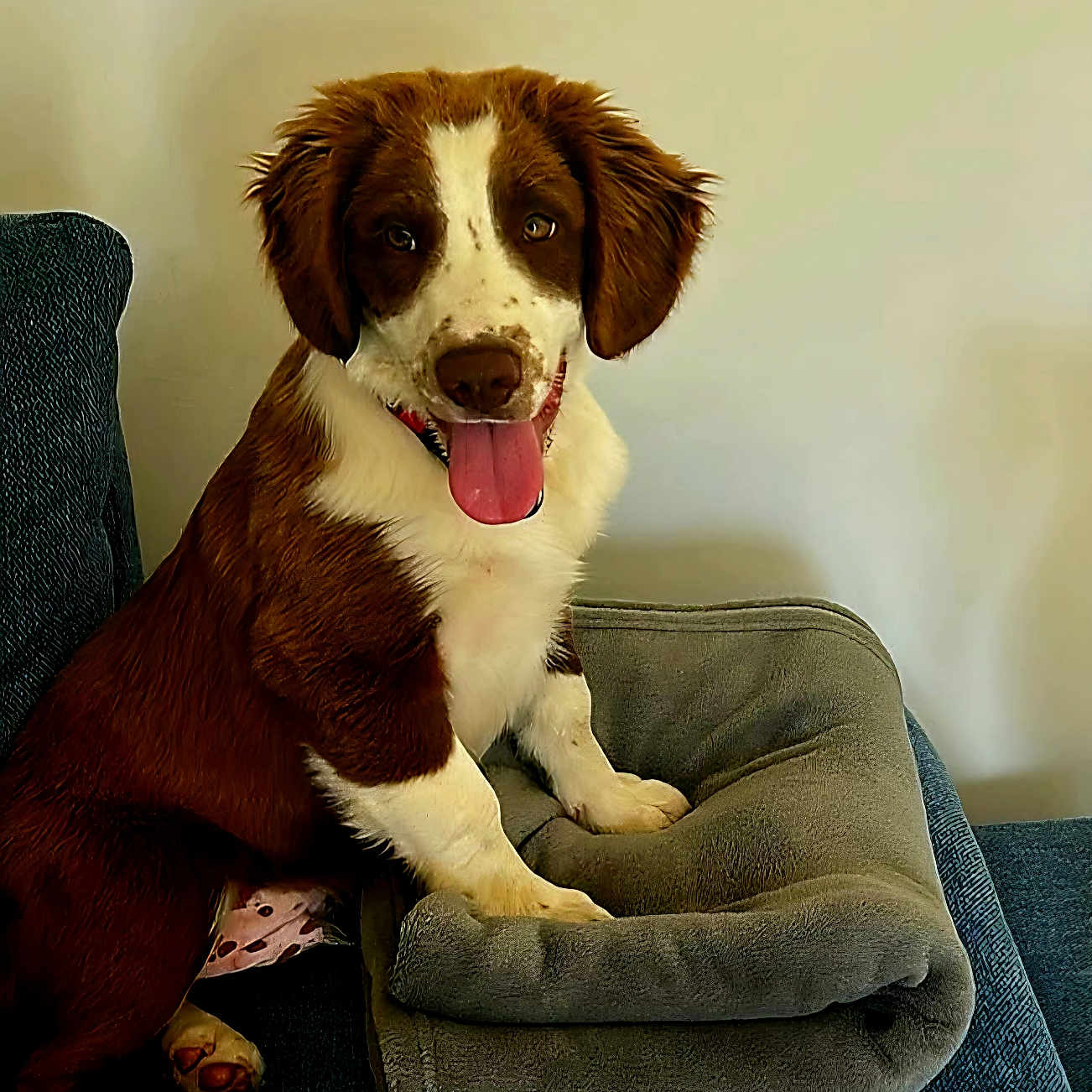 Biscuit