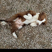 Biscuit a rejoint le concours — aidez-le/la à gagner de superbes lots ! dog, puppy, brown_and_white, lying_down, belly_up, outdoor, gravel, stones, ground, grass, fur, paws, tail, floppy_ears, relaxed, playful, animal, pet, photograph, smartphone_screenshot