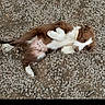 dog, puppy, brown_and_white, lying_down, belly_up, outdoor, gravel, stones, ground, grass, fur, paws, tail, floppy_ears, relaxed, playful, animal, pet, photograph, smartphone_screenshot