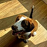 dog, puppy, brown_and_white, happy, smiling, open_mouth, sitting, indoors, wooden_floor, sunlight, shadow, tail, collar, portrait, pet, canine, looking_up, floppy_ears, white_paws, home