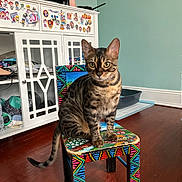 Mila joined the competition — help win amazing prizes! cat, bengal_cat, indoor, furniture, stool, colorful, wooden_floor, cabinet, stickers, pet, curious, animal, household, flooring, wall, decor, sitting, feline, portrait, domestic