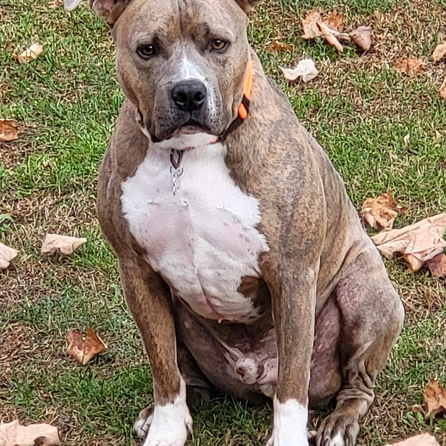 Tigger is registered to the contest to win money with this photo: animal, ball, bostonbull, boxer, bulldog, canine, dog, football, frenchbulldog, grass, hound, lawn, pet, pitbull, plant, puppy, snout, soccer, soccerball, sport