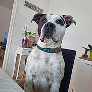 Saïko participe au concours pour gagner de l'argent avec cette photo : dog, sitting, collar, indoor, chair, table, plant, furniture, wall, decoration, brown_and_white, pet, canine, looking, ears, domestic_animal, house, living_room, fur, portrait