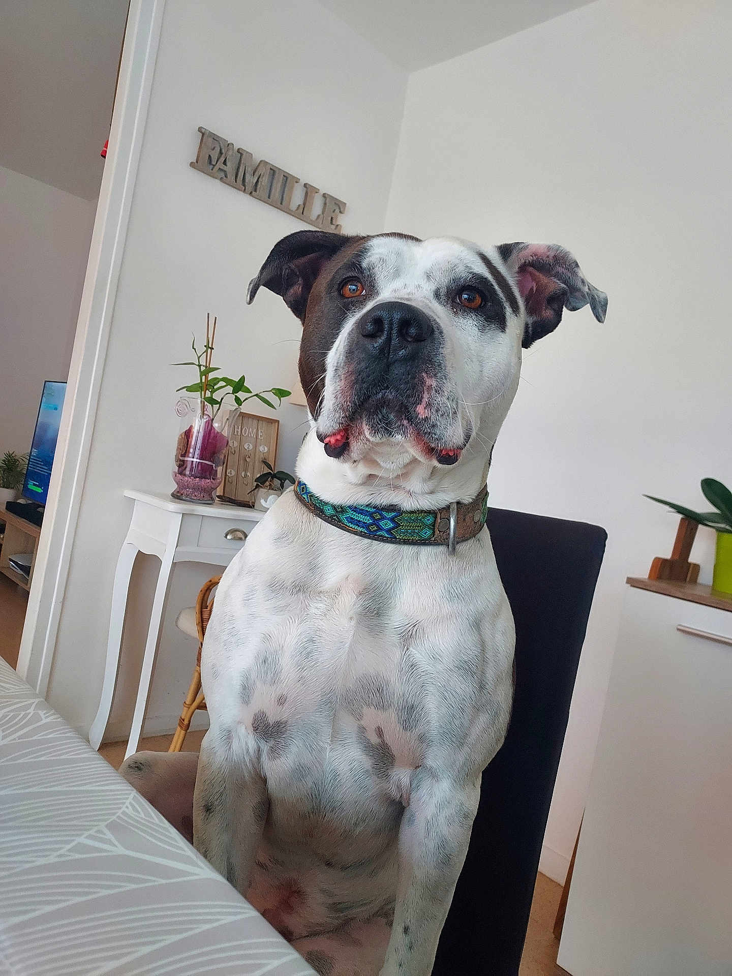 Saïko participe au concours pour gagner de l'argent avec cette photo : dog, sitting, collar, indoor, chair, table, plant, furniture, wall, decoration, brown_and_white, pet, canine, looking, ears, domestic_animal, house, living_room, fur, portrait