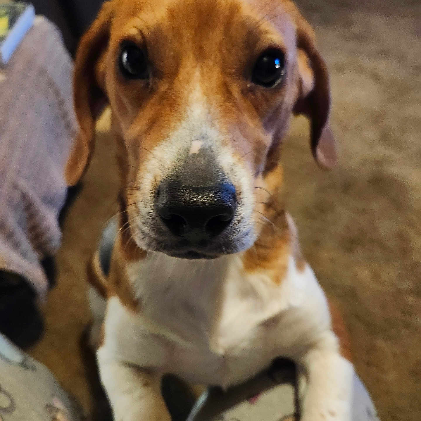 Ace is registered to the contest to win money with this photo: accessories, animal, beagle, canine, dog, hound, labradorretriever, person, pet, pointer, puppy, snout, strap