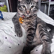 Nile is registered to the contest to win money with this photo: cat, tabby_cat, pet, animal, furry, striped_fur, green_eyes, ears, whiskers, collar, pet_tags, sitting, lying_down, bed, bedding, polka_dots, bedroom, indoor, portrait, close_up