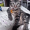 cat, tabby_cat, pet, animal, furry, striped_fur, green_eyes, ears, whiskers, collar, pet_tags, sitting, lying_down, bed, bedding, polka_dots, bedroom, indoor, portrait, close_up