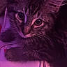 Nile is registered to the contest to win money with this photo: cat, kitten, feline, fluffy, fur, whiskers, ears, eyes, portrait, close_up, indoor, purple_lighting, pet, animal, cushion, blanket, resting, lying_down, cute, photography