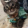 Nile joined the competition — help win amazing prizes! cat, kitten, tabby, pet, animal, portrait, close_up, wide_eyes, whiskers, ears, paws, fur, collar, bell, clothing, green_outfit, blanket, polka_dots, indoors, cute