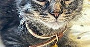 Nile joined the competition — help win amazing prizes! cat, kitten, tabby, fluffy, fur, whiskers, eyes, wide_eyed, collar, bell, pet, animal, close_up, portrait, indoor, cute, gray, striped, sitting, looking_at_camera