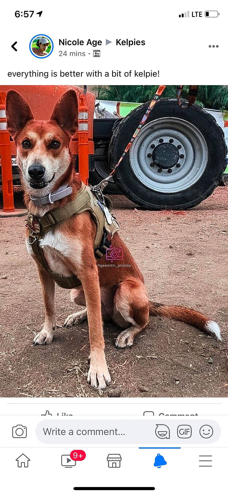 Athena is registered to the contest to win money with this photo: auto_part, automotive_tire, bicycle_tire, canidae, carnivore, collar, companion_dog, dog, dog_breed, dog_collar, dog_supply, leash, pet_supply, snout, sporting_group, synthetic_rubber, tail, tire_care, tread, working_animal