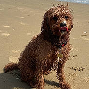 Olive is registered to the contest to win money with this photo: dog, wet_dog, curly_fur, beach, sand, ocean, waves, tongue_out, pet, collar, outdoor, sunny, playful, animal, mammal, cute, sitting, water, coast, summer