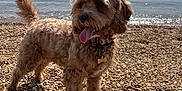 Olive joined the competition — help win amazing prizes! dog, beach, pebbles, sea, water, sky, sunlight, outdoor, canine, tongue_out, curly_fur, collar, pet, summer, nature, animal, happy, playful, shore, daytime