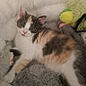 Thylia a rejoint le concours — aidez-le/la à gagner de superbes lots ! cat, calico, fluffy_bed, soft_toys, indoor, pet, resting, relaxed, sleepy, feline, cute, animal, cozy, fur, whiskers, pink_nose, ears, paw, companion, domestic_animal