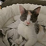 cat, kitten, pet_bed, blanket, furry, indoor, cute, animal, whiskers, ears, paw, fur, resting, domestic, cozy, soft, curious, young, small, eye_contact