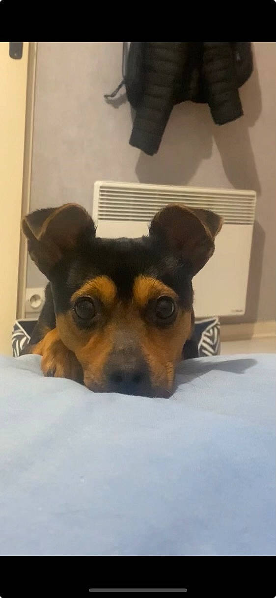 Simba a rejoint le concours — aidez-le/la à gagner de superbes lots ! canidae, carnivore, comfort, companion_dog, dog, dog_breed, ear, fawn, flooring, fur, paw, snout, sporting_group, terrestrial_animal, toy_dog, whiskers, working_animal, working_dog